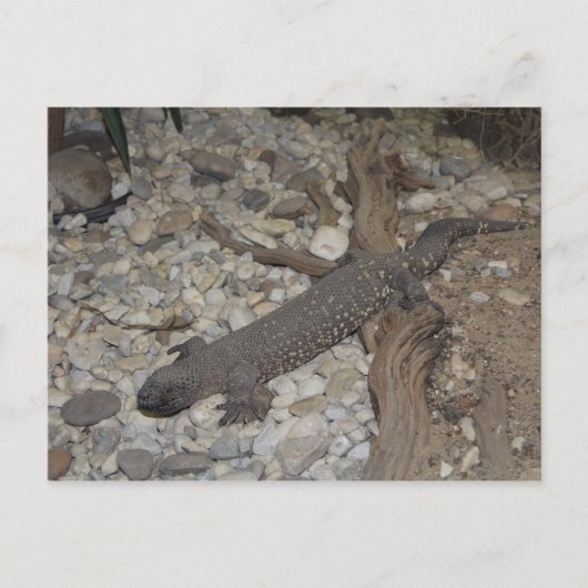 Beaded Lizard # 1 Briefkaart (Voorkant)