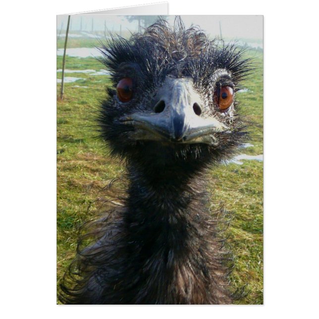 Beady Eyes EMU (Voorkant)
