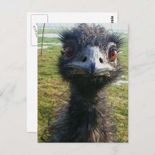 Beady Eyes EMU Briefkaart (Voorkant / Achterkant)