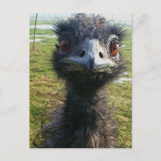 Beady Eyes EMU Briefkaart (Voorkant)