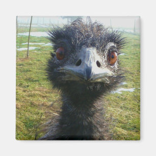 Beady Eyes EMU Magneet