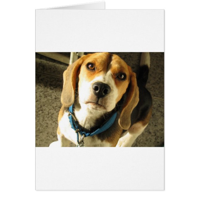Beagle (Voorkant)