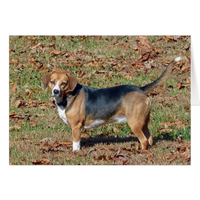 Beagle (Voorkant Horizontaal)