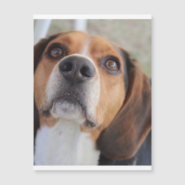 Beagle 2.png (Voorkant)