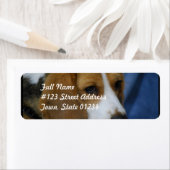 beagle-31.jpg etiket (Insitu)