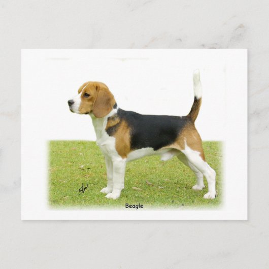 Beagle 9J27D-02 Briefkaart (Voorkant)