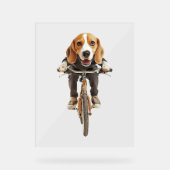 Beagle Acryl Bord (Voorkant)
