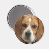 Beagle Afbeeldingen ronde magneet (Voorkant / Achterkant)