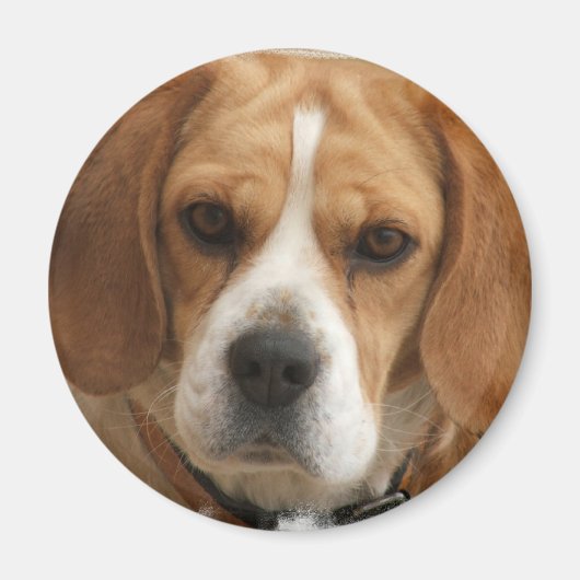 Beagle Afbeeldingen ronde magneet (Voorkant)