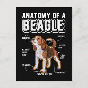 Beagle Anatomy Funny Dog Briefkaart