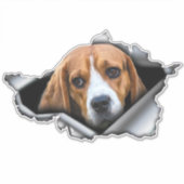 Beagle auto decal, Beagle magnet, Beagle sticker (Voorkant)
