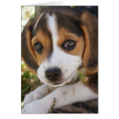 Beagle Baby Dog (Voorkant)