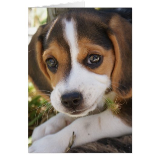 Beagle Baby Dog (Voorkant)