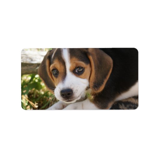 Beagle Baby Dog Etiket (Voorkant)