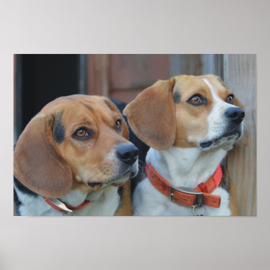 Beagle Best Friends Poster (Voorkant)
