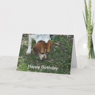 Beagle Birthday Kaart