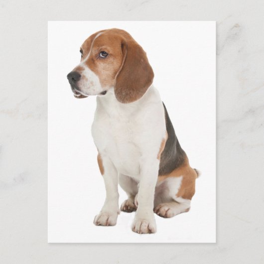 Beagle Briefkaart (Voorkant)