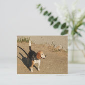 Beagle Briefkaart (Staand voorkant)