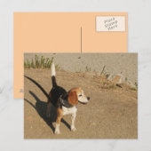 Beagle Briefkaart (Voorkant / Achterkant)