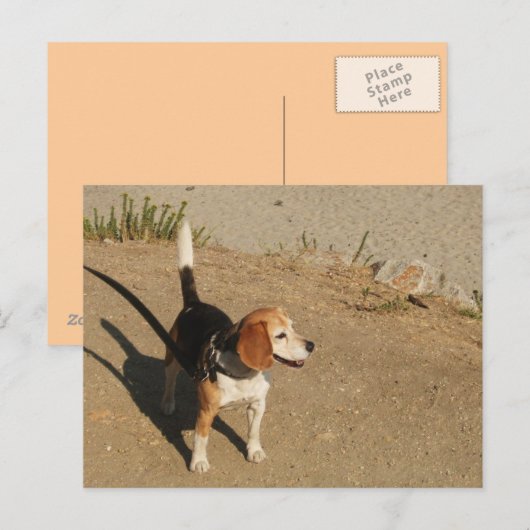 Beagle Briefkaart (Voorkant / Achterkant)