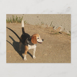 Beagle Briefkaart