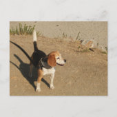 Beagle Briefkaart (Voorkant)
