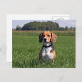 beagle briefkaart (Voorkant / Achterkant)