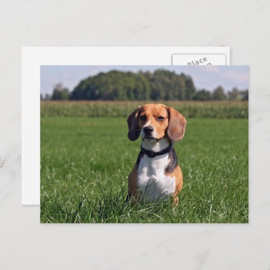 beagle briefkaart (Voorkant / Achterkant)