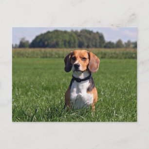 beagle briefkaart