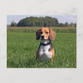 beagle briefkaart (Voorkant)