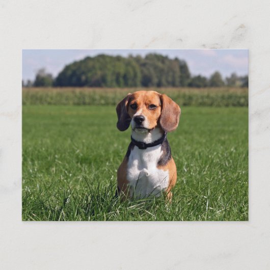 beagle briefkaart (Voorkant)