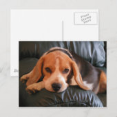Beagle Briefkaart (Voorkant / Achterkant)