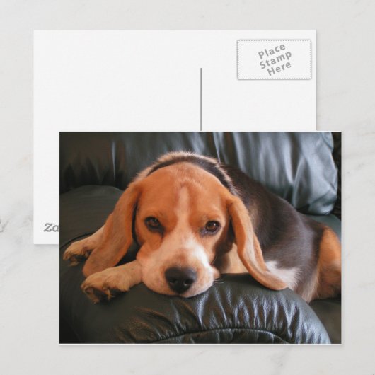 Beagle Briefkaart (Voorkant / Achterkant)