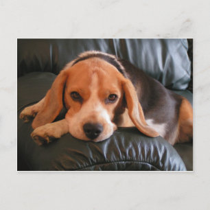 Beagle Briefkaart