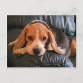 Beagle Briefkaart (Voorkant)