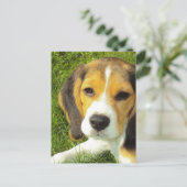 Beagle Briefkaart (Staand voorkant)