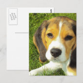 Beagle Briefkaart (Voorkant / Achterkant)