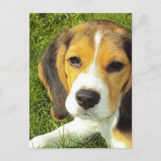 Beagle Briefkaart (Voorkant)