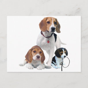 Beagle Briefkaart