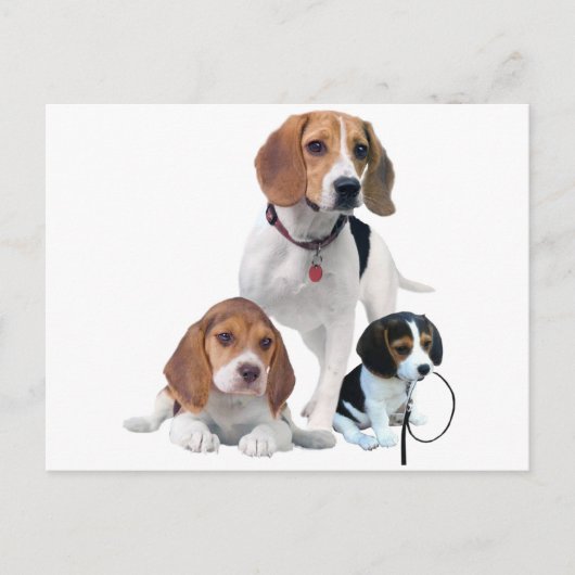 Beagle Briefkaart (Voorkant)