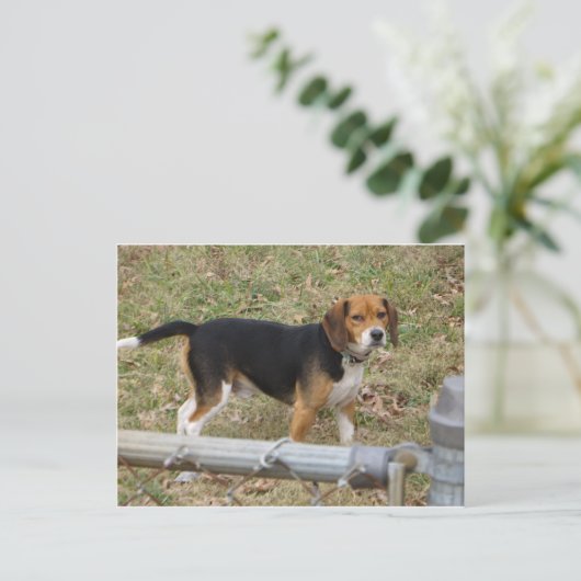Beagle Briefkaart (Staand voorkant)