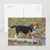 Beagle Briefkaart (Voorkant / Achterkant)