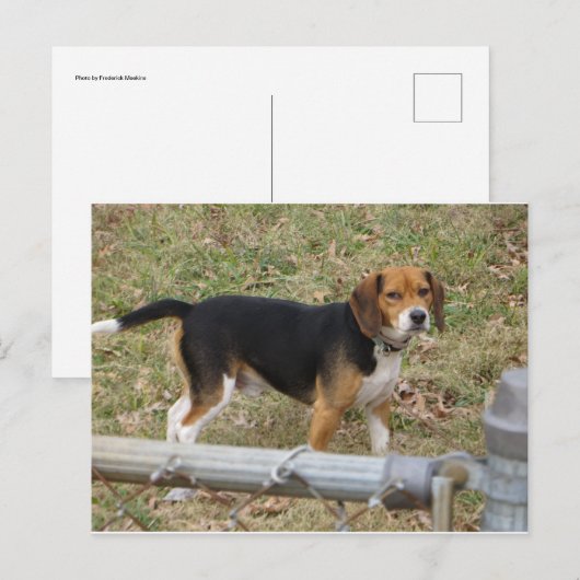 Beagle Briefkaart (Voorkant / Achterkant)