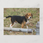 Beagle Briefkaart (Voorkant)