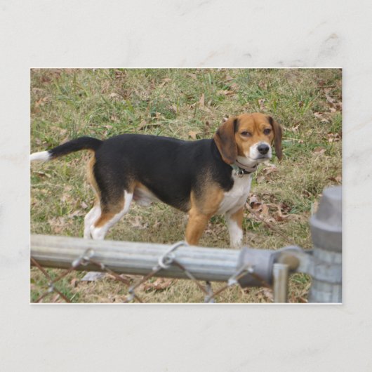 Beagle Briefkaart (Voorkant)