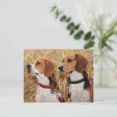 beagle briefkaart (Staand voorkant)