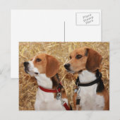 beagle briefkaart (Voorkant / Achterkant)