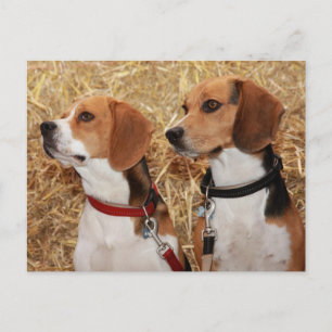 beagle briefkaart