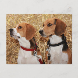 beagle briefkaart