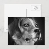Beagle Briefkaart (Voorkant / Achterkant)